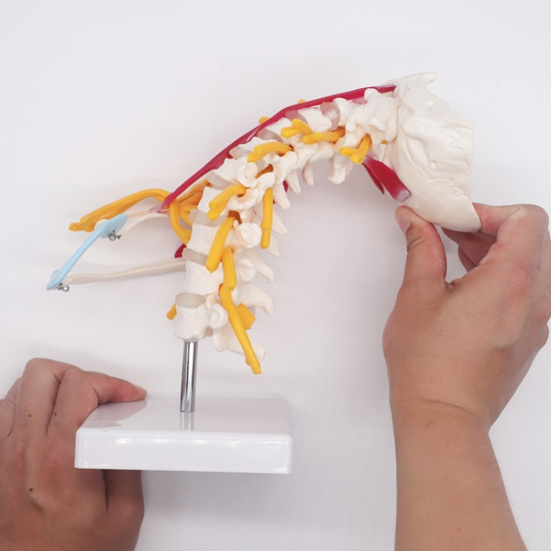 Modèle d'anatomie de la colonn - Science Nature avis et prix