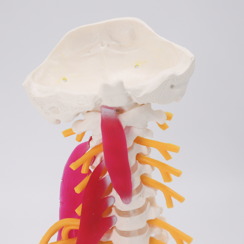 Modèle d'anatomie de la colonn - Science Nature avis et prix